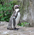 Humboldtpinguin Berlin Zoo img02.jpg