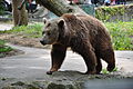 Braunbär Berlin Zoo img01.jpg