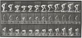 Eadweard Muybridge Locomotion 442 1887.jpg