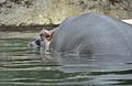 Flusspferd Berlin Zoo.jpg