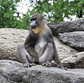 Mandrill Berlin Zoo.jpg