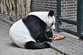 Panda Berlin Zoo 2012 img01.jpg