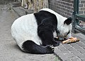 Panda Berlin Zoo 2012 img02.jpg