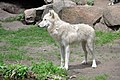 Wolf Berlin Zoo.jpg