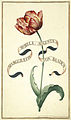 Karlsruher Tulpenbuch 03.jpg