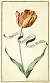 Karlsruher Tulpenbuch 05.jpg