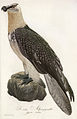 Der bartige Alpengeyeradler aus Teutsche Ornithologie.jpg