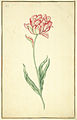 Karlsruher Tulpenbuch 20.jpg