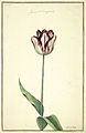 Karlsruher Tulpenbuch 24.jpg