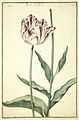 Karlsruher Tulpenbuch 10.jpg