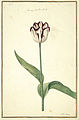 Karlsruher Tulpenbuch 23.jpg