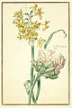 Karlsruher Tulpenbuch 43.jpg