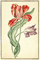 Karlsruher Tulpenbuch 40.jpg