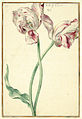 Karlsruher Tulpenbuch 33.jpg