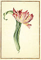 Karlsruher Tulpenbuch 39.jpg