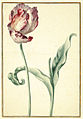 Karlsruher Tulpenbuch 29.jpg