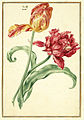 Karlsruher Tulpenbuch 36.jpg