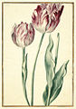 Karlsruher Tulpenbuch 37.jpg