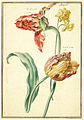 Karlsruher Tulpenbuch 42.jpg