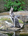 Humboldtpinguin Berlin Zoo img01.jpg