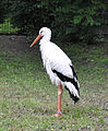 Storch Berlin Zoo img01.jpg