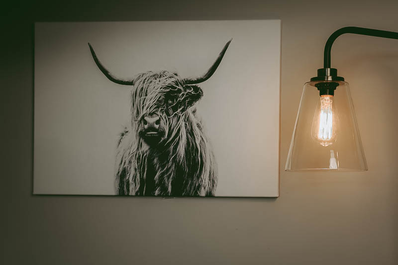 Apt 2b portrait of a highland cow in office