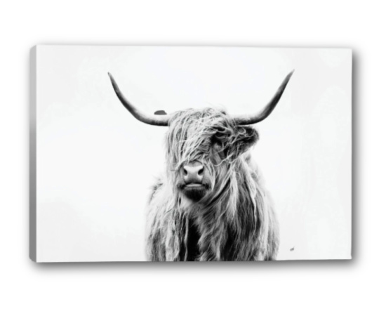 Portrait of a Highland Cow from Apt2B