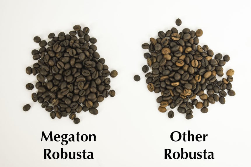 Megaton Robusta vs Other Robusta Coffee Beans Comparison