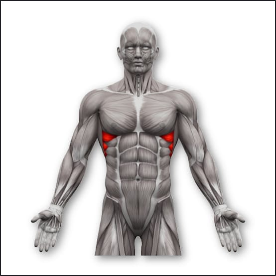 Serratus Anterior Diagram